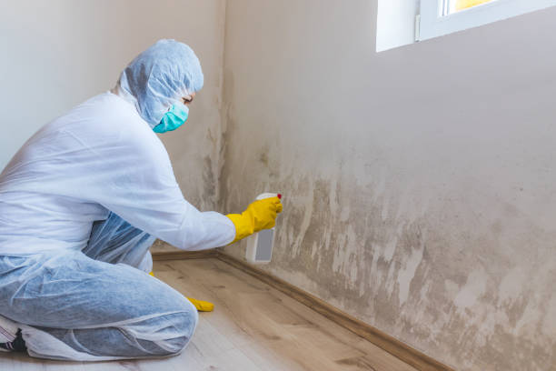 Licensed Attic Mold Removal service in Itasca, TX - WQB Mold Removal