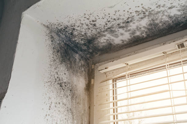 Affordable Attic Mold Removal solutions in Itasca, TX