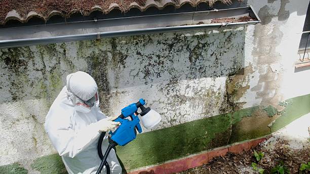 Top rated local Attic Mold Removal specialists in Itasca, TX